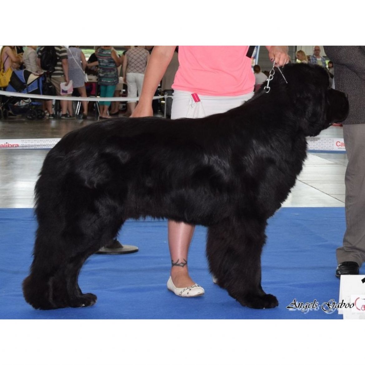 R Black Boomer Angels Gaboo (31-03-2014)